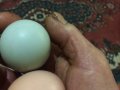 doğal günluk mavi yumurta