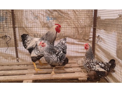 Wyandotte süs tavuklarının civciv ve yumurtaları satılıktır