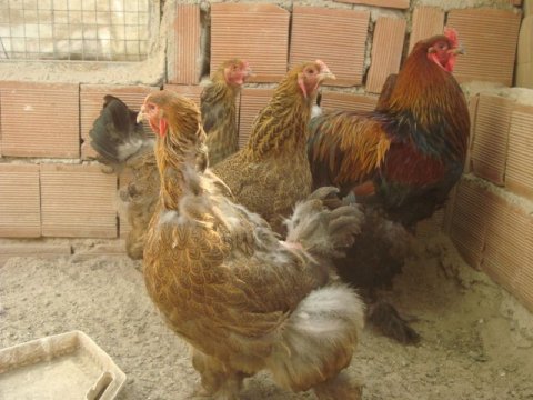 lavanta auracanas ve brahma yumurta ve civcivleri satılıktır