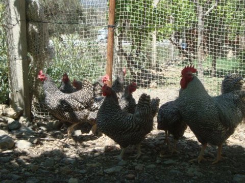 SUSEX-AMROCK-ORPİNGTON CİVCİV VE YUMURTALARI SATILIKTIR.