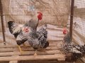 Wyandotte süs tavuklarının civciv ve yumurtaları satılıktır
