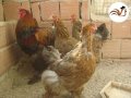 lavanta auracanas ve brahma yumurta ve civcivleri satılıktır