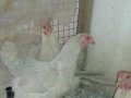 İsabel-Fizan-Koşin-İspenç civciv ve yumurtaları satılıktır
