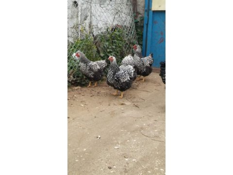 Wayandotte silver laced yumurta ve civciv