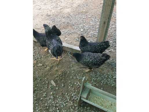 Klavuza yakın 3+1 barnavelder silver aşıları ve bakımları ta