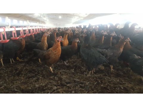 17 HAFTALIK ATAKS YUMURTA TAVUĞU 