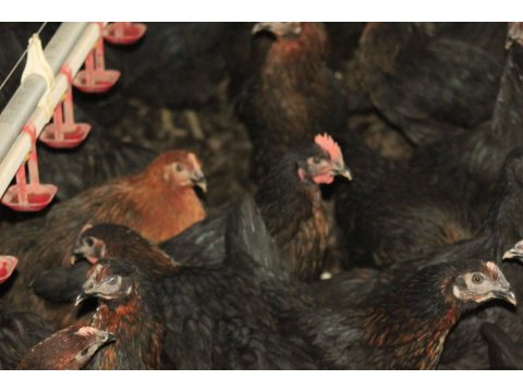 19 HAFTALIK ATAKS YUMURTA TAVUĞU YARKALARI