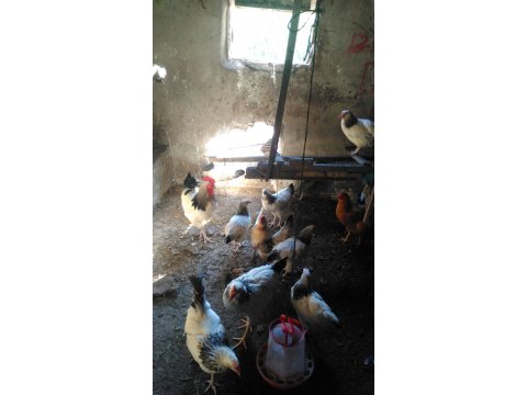 Susex tavukları 
