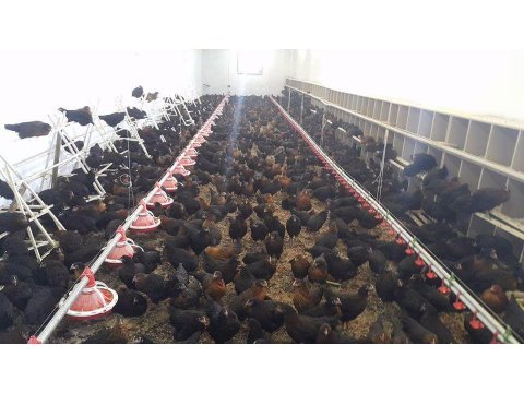 Ataks ve Lohman brown yarkalarimiz 15_16 net haftalik 