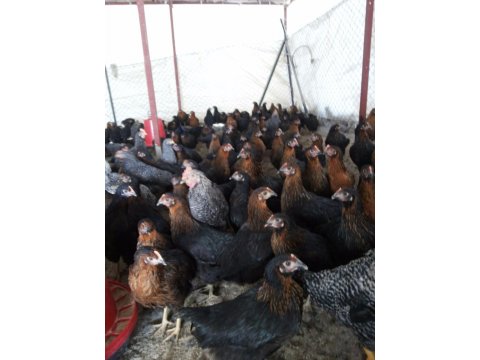 ALTIN YUMURTLAYAN TAVUKLAR KAPORA YOK AŞI BİZDEN ARAMAK SİZD