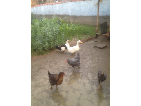 Genc tavuklarim satilik