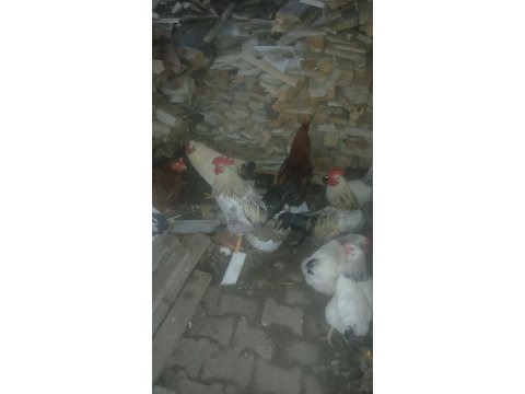 Pazarlık olur 