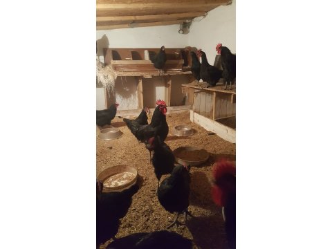 Kuluçkalık orjinal astrolop yumurtasi