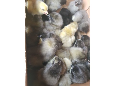 GARANTİLİ DİŞİ YUMURTALIK CİVCİV SATIŞI 