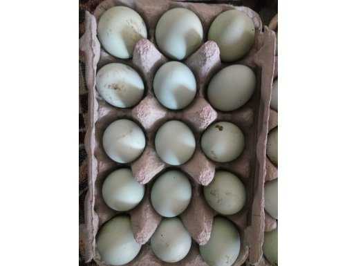 Lavander Araucana Kuluçkalik yumurta 