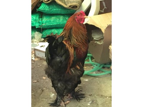 KULUÇKALIK BRAHMA YUMURTASI - BUFF-LİGHT-DARK-GOLD-LİGHT