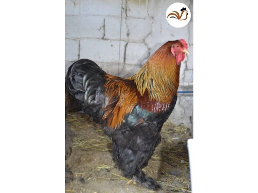 BRAHMA SÜS CİVCİVLERİ SATILIKTIR