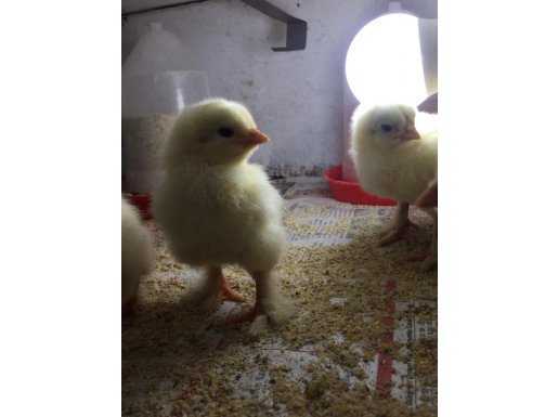 25 ÇEŞİT SÜS TAVUĞU IRKI KULUÇKALIK YUMURTA VE CİVCİV