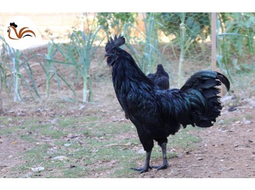 AYEM CEMANİ KULUÇKALIK YUMURTA