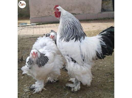 LİGHT BRAHMA KULUÇKALIK YUMURTA VE CİVCİV