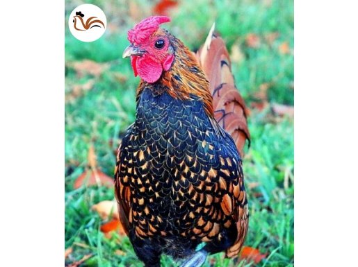 GOLD ZİBRİT VE GÜMÜŞ ZİBRİT KULUÇKALIK YUMURTA