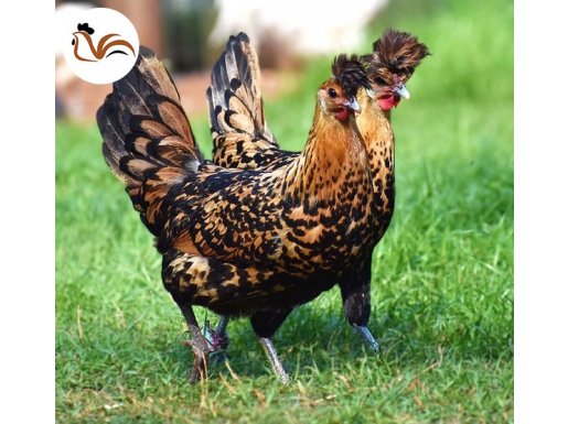 GOLD APPENZEL KULUÇKALIK YUMURTA VE CİVCİV PAYLAŞIMI 2025