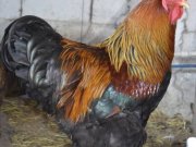 BRAHMA SÜS CİVCİVLERİ SATILIKTIR