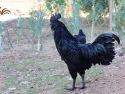 AYEM CEMANİ KULUÇKALIK YUMURTA