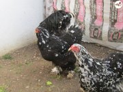 BLACK MODLED BRAHMA KULUÇKALIK CİVCİV VE YUMURTA  İSTANBUL