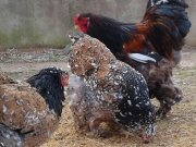 PORSELEN BRAHMA KULUÇKALIK YUMURTA İSTANBUL BRAHMA 2022