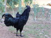 AYEM CEMANİ CİVCİVLERİMİZ HER HAFTA ÇIKIM MEVCUTTUR