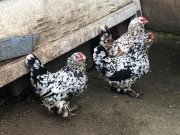 İSPENÇ CİVCİV VE YUMURTA MEVCUTTUR A KALİTE