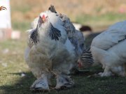 LİGHT BRAHMA CİVCİV PAYLAŞIMI A KALİTE ANAÇLARA AİT