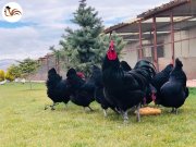 BLACK AUSTRALORP KULUÇKALIK YUMURTA VE CİVCİV PAYLAŞIMI