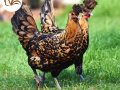 GOLD APPENZEL KULUÇKALIK YUMURTA VE CİVCİV PAYLAŞIMI 2025