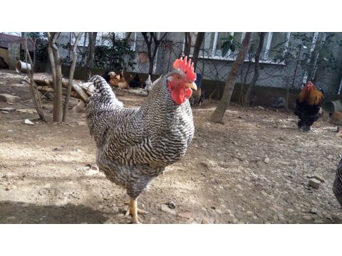 BİRBİRİNDEN ORJİNAL IRKLAR