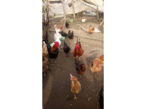 Doğal köy yumurtası 