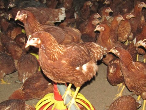 LOHMAN ATAK-S NİCK  YARKA TAVUK SATIŞI TOPLU ALIMLARDA İNDİR