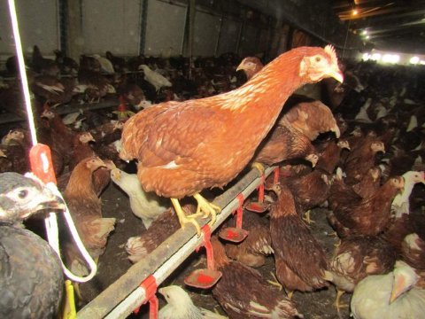 LOHMAN &ATAKS ORGANİK YUMURTA TAVUKÇULUĞUNA UYGUN AŞILI 1.