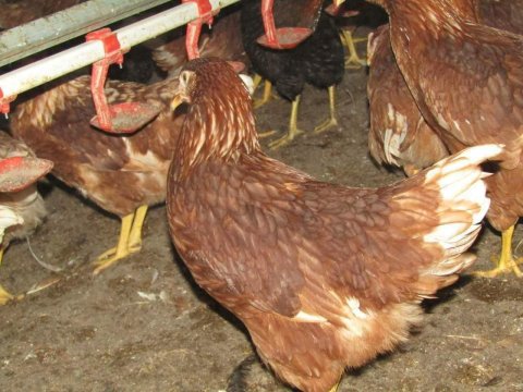 LOHMAN &ATAKS ORGANİK YUMURTA TAVUKÇULUĞUNA UYGUN AŞILI