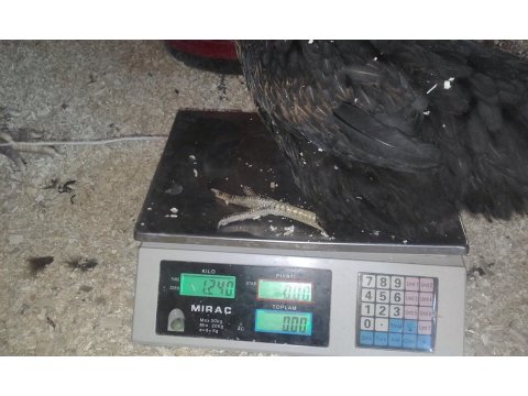 ÜCRETSİZ SEVKİYAT İLE 17 haftalık 1200-1300 gr. Lohman ataks