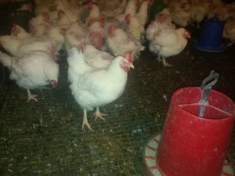 Besili ve lezzetli etlik tavuklar