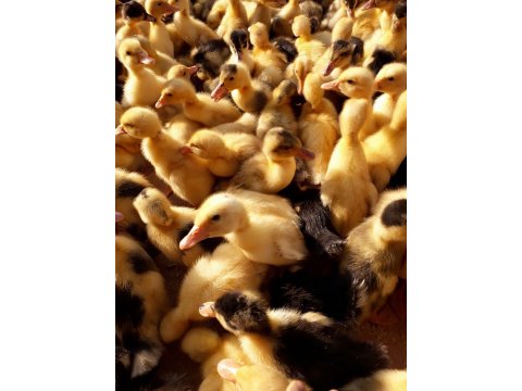 Etlik civciv satışı yumurtalık civciv satışı 