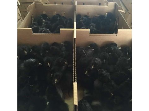 Civciv Yarka hindi ördek satışı
