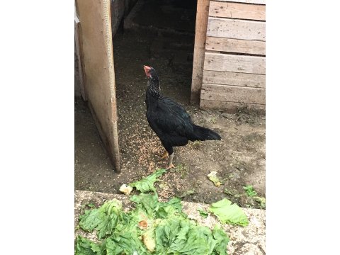 Hint Horoz&Tavukları