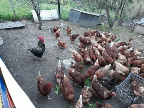 Sahibinden yumutlayan genc tavuklar