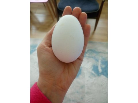 Safkan Çin kazı yumurtası