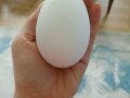 Safkan Çin kazı yumurtası