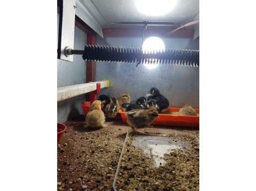 Sabelpoot ve australorp civcivler