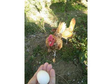 altın zibrit  yumurtası